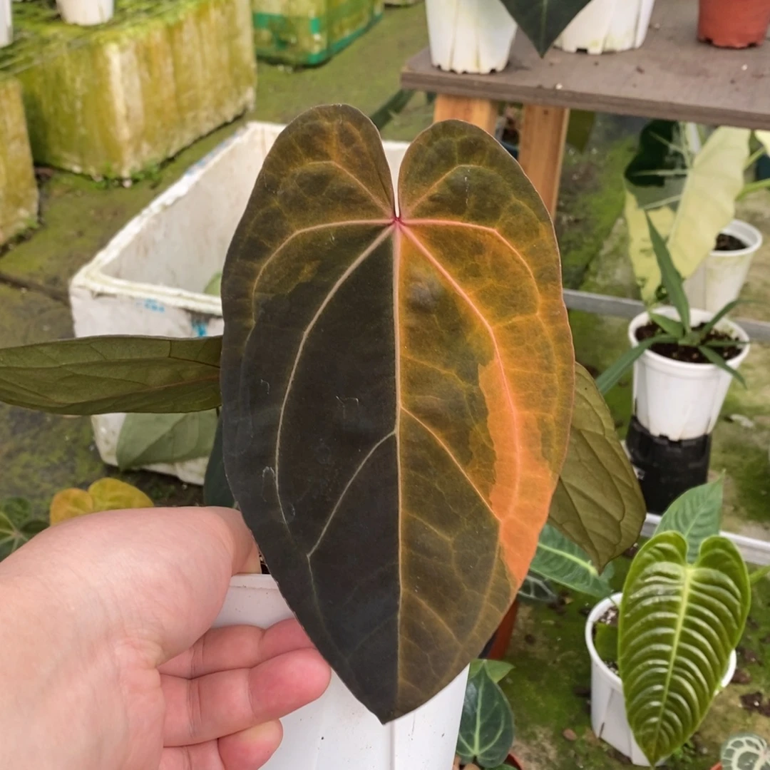 无花朵黑凤凰x黑桃单叶锦