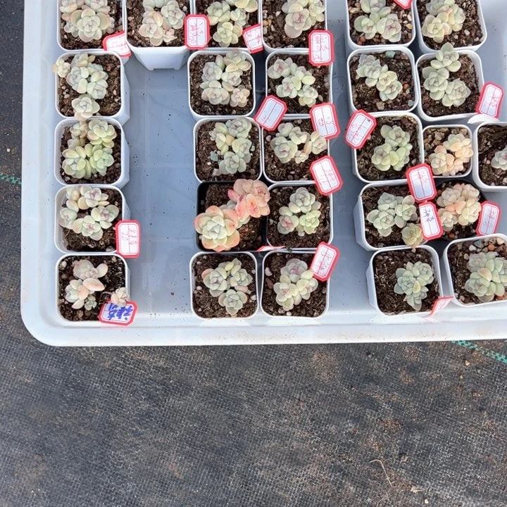 神奇一物一拍专拍的