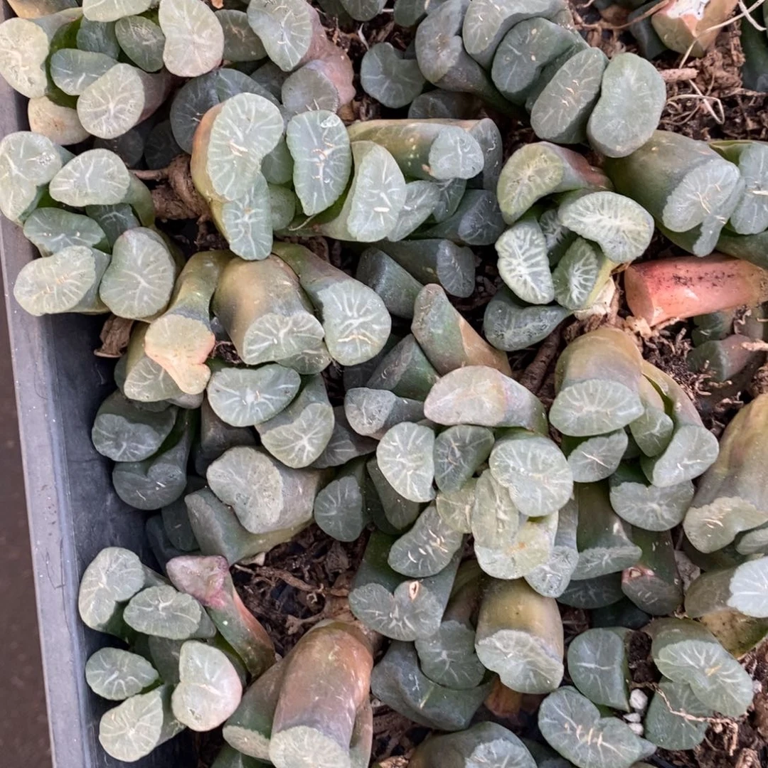 304 一颗实生大窗万象 挑大的发货 新年福利