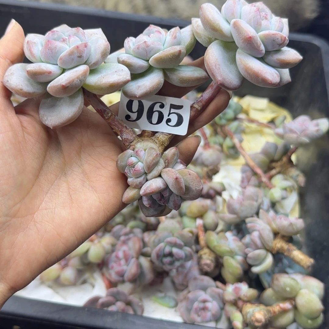 星影6头无根一物一拍965