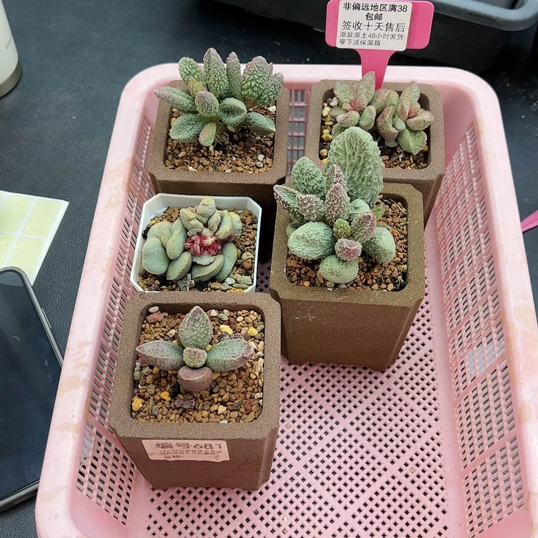 王*681水泡5颗多肉植物