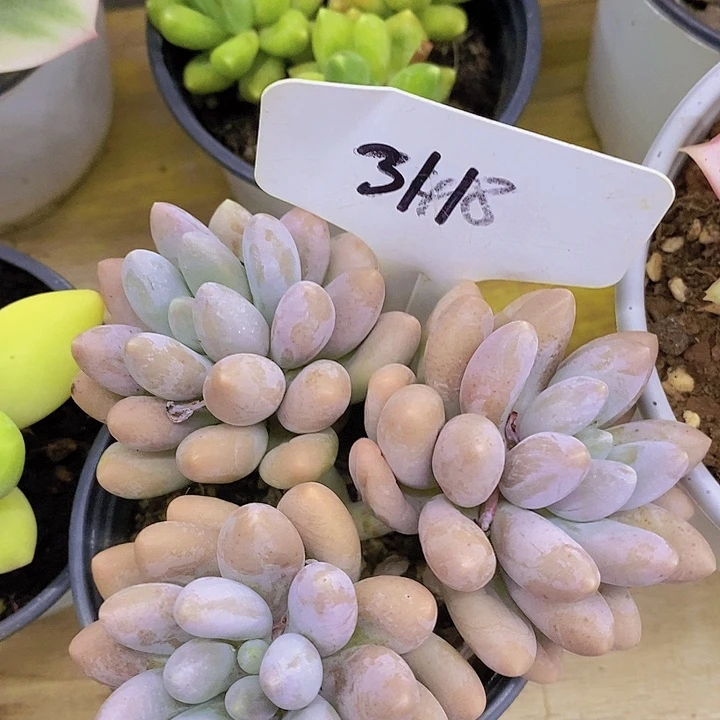 开心多肉，今晚一到就包邮