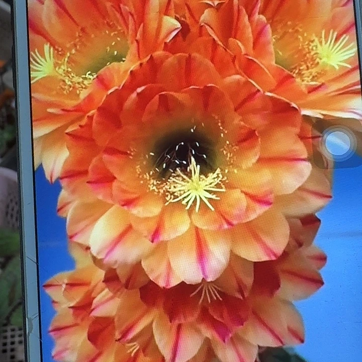 火焰魔术侧芽5公分左右毛花柱（20包邮）