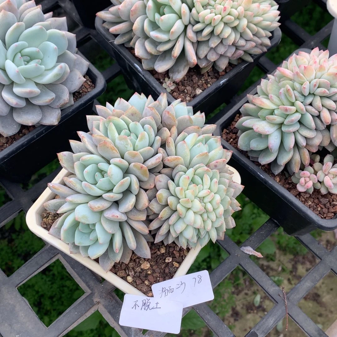 汾**少橙子朵朵缀78（汾西二少