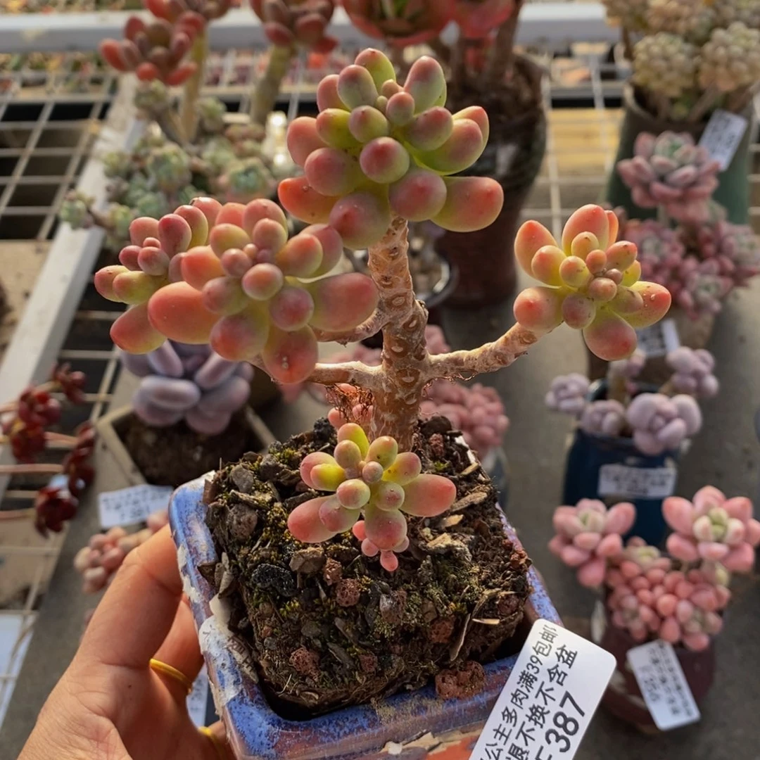 派大星387/7cm多肉