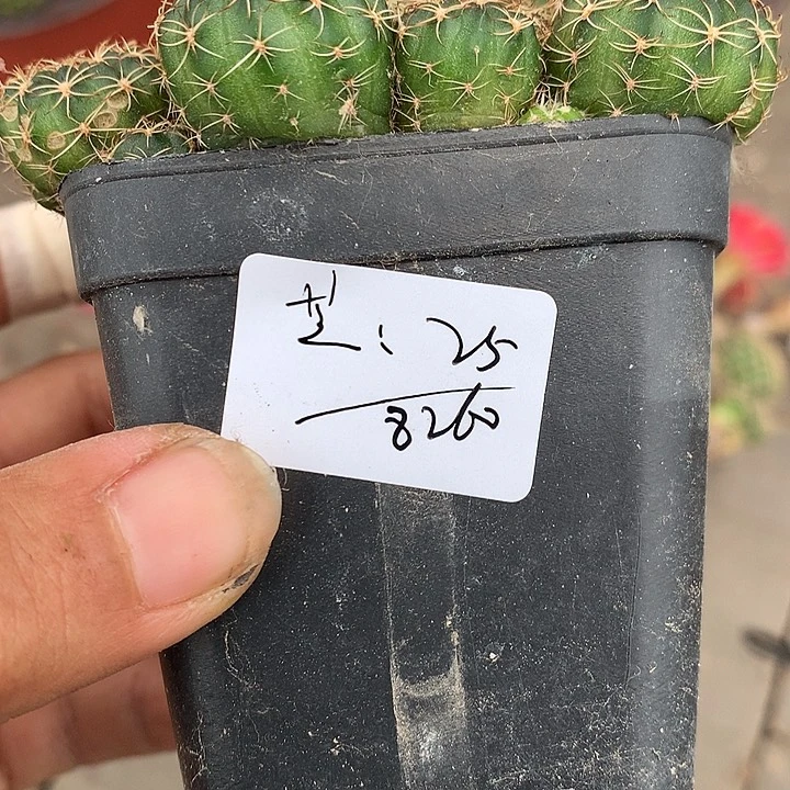 芝芝专拍带盆土发货