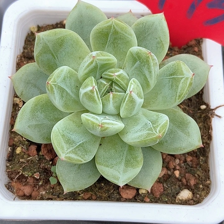 宸多肉植物雪花973