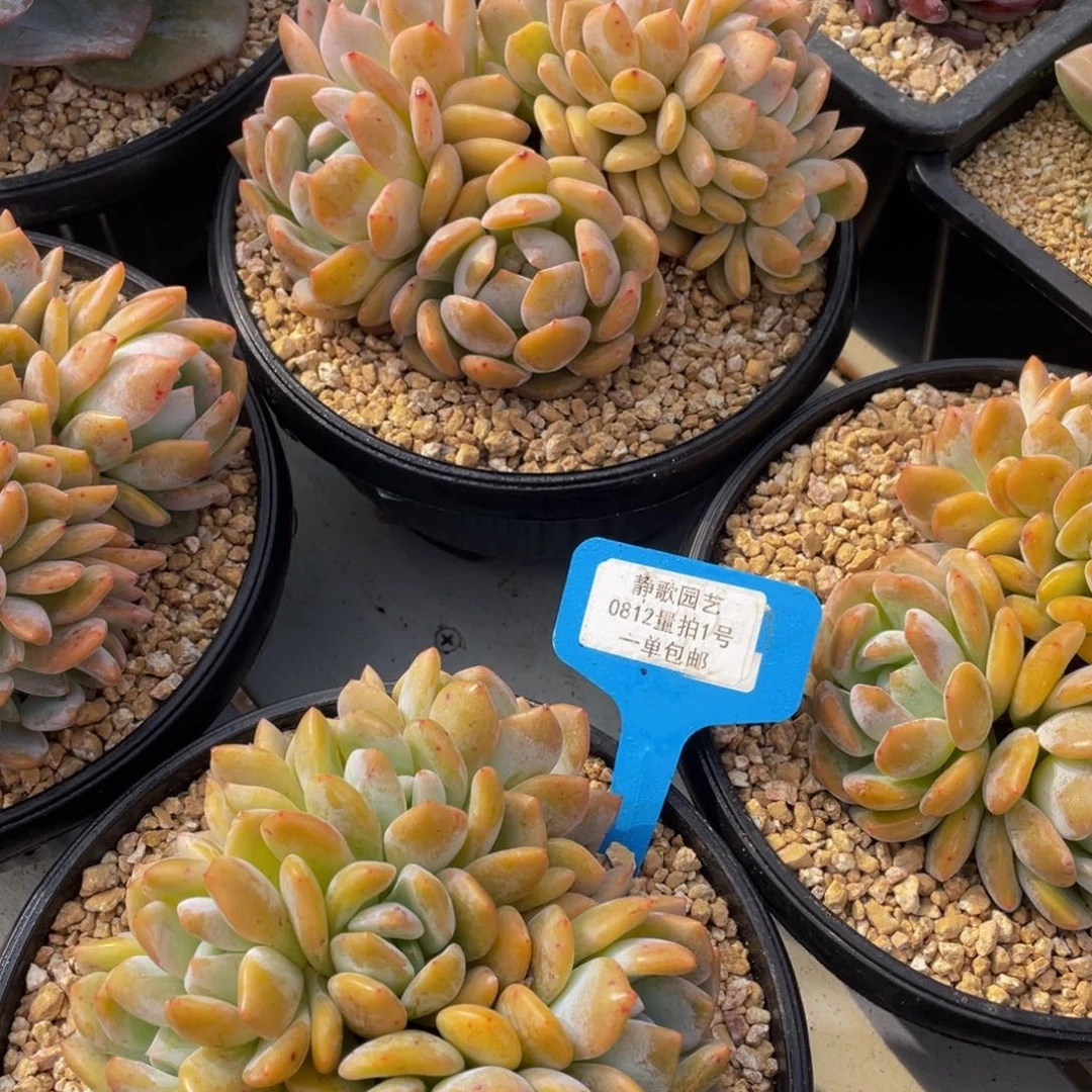 0812-1-母本黄皮橙缀化福利一颗量拍