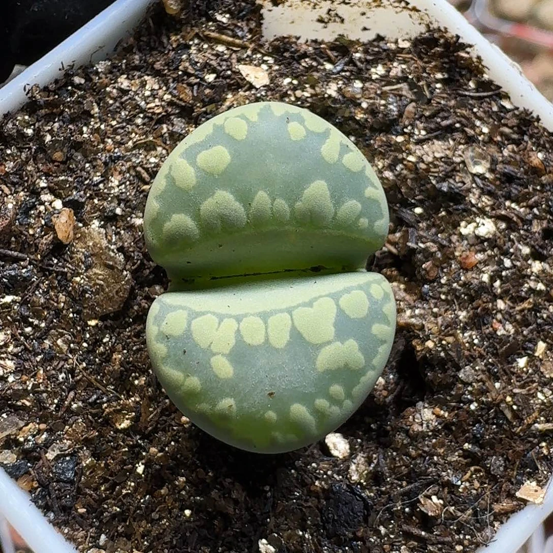 ****蜜生石花111111。   136