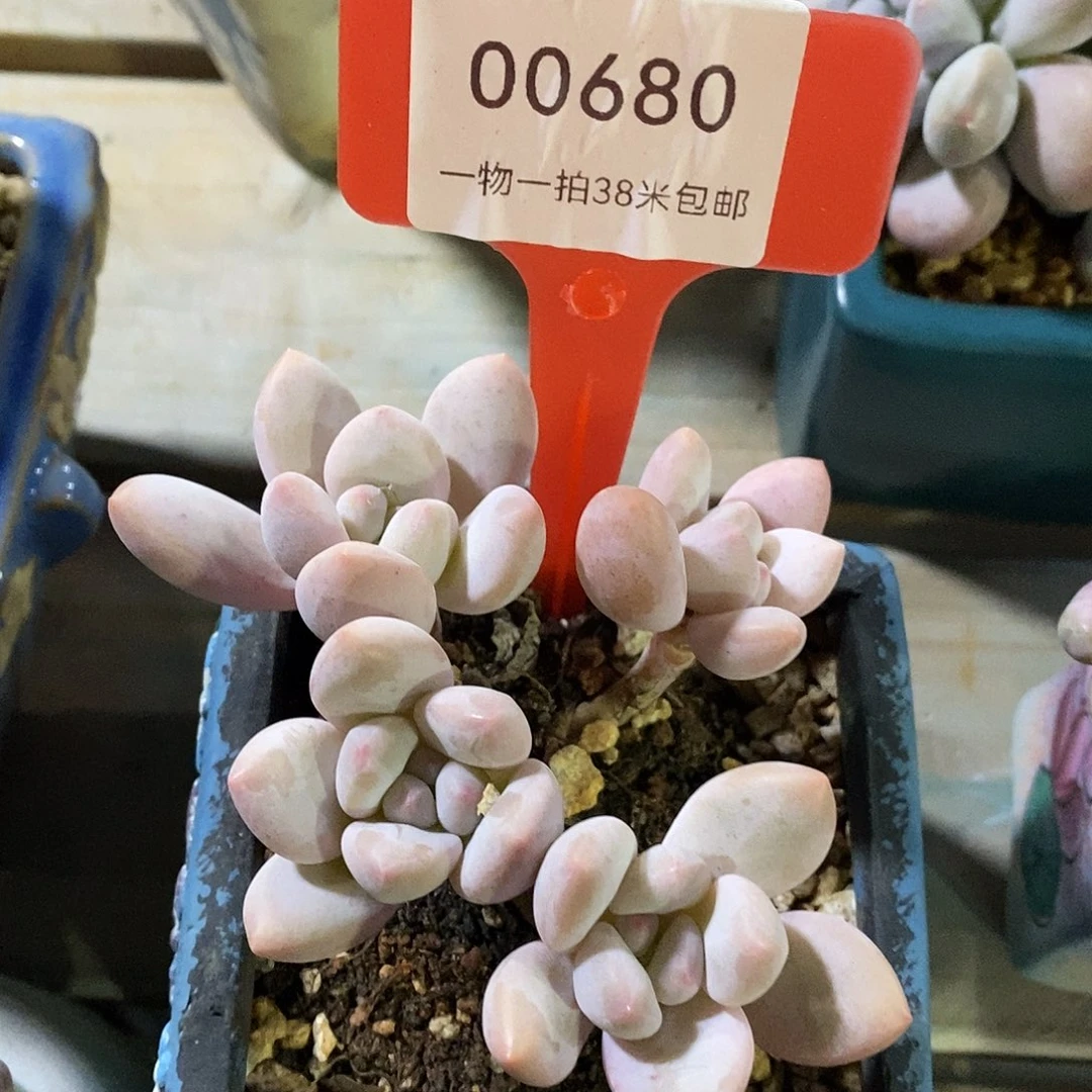 00680把推拉楼哦哦哦