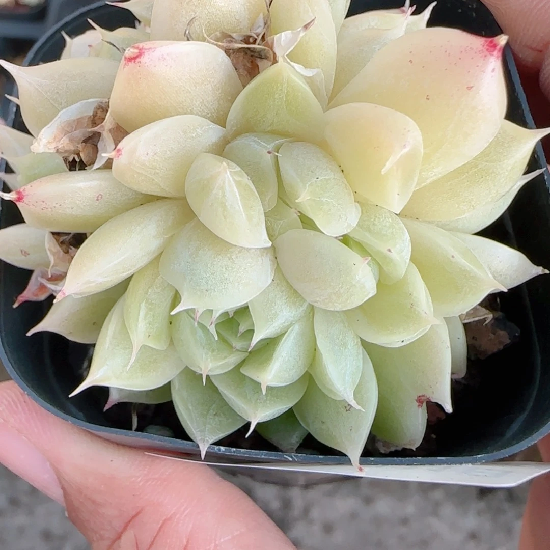 *****花语多肉1221-311散