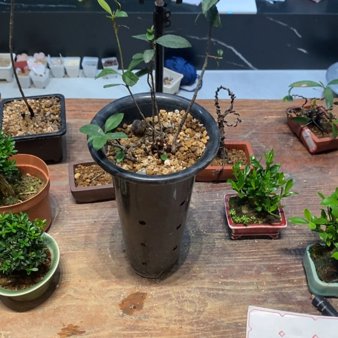 完全开放海岛春花