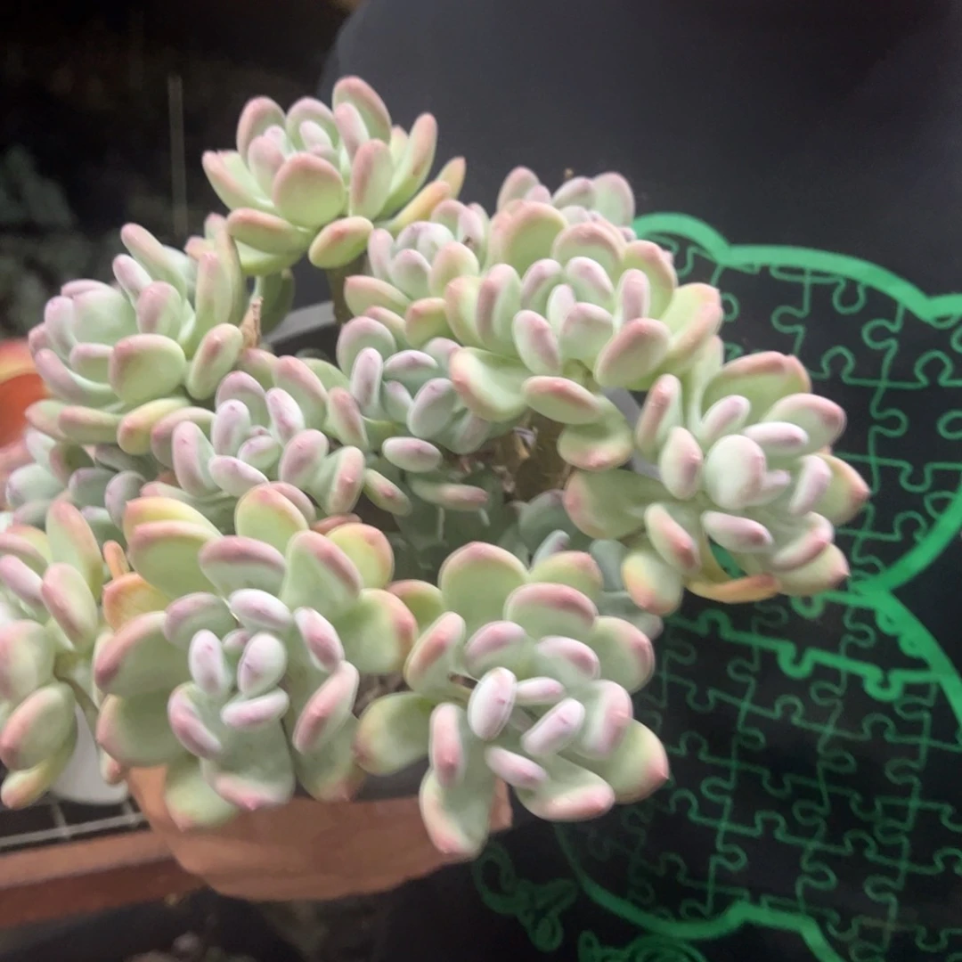 三日月美人多头大盆群，230杯