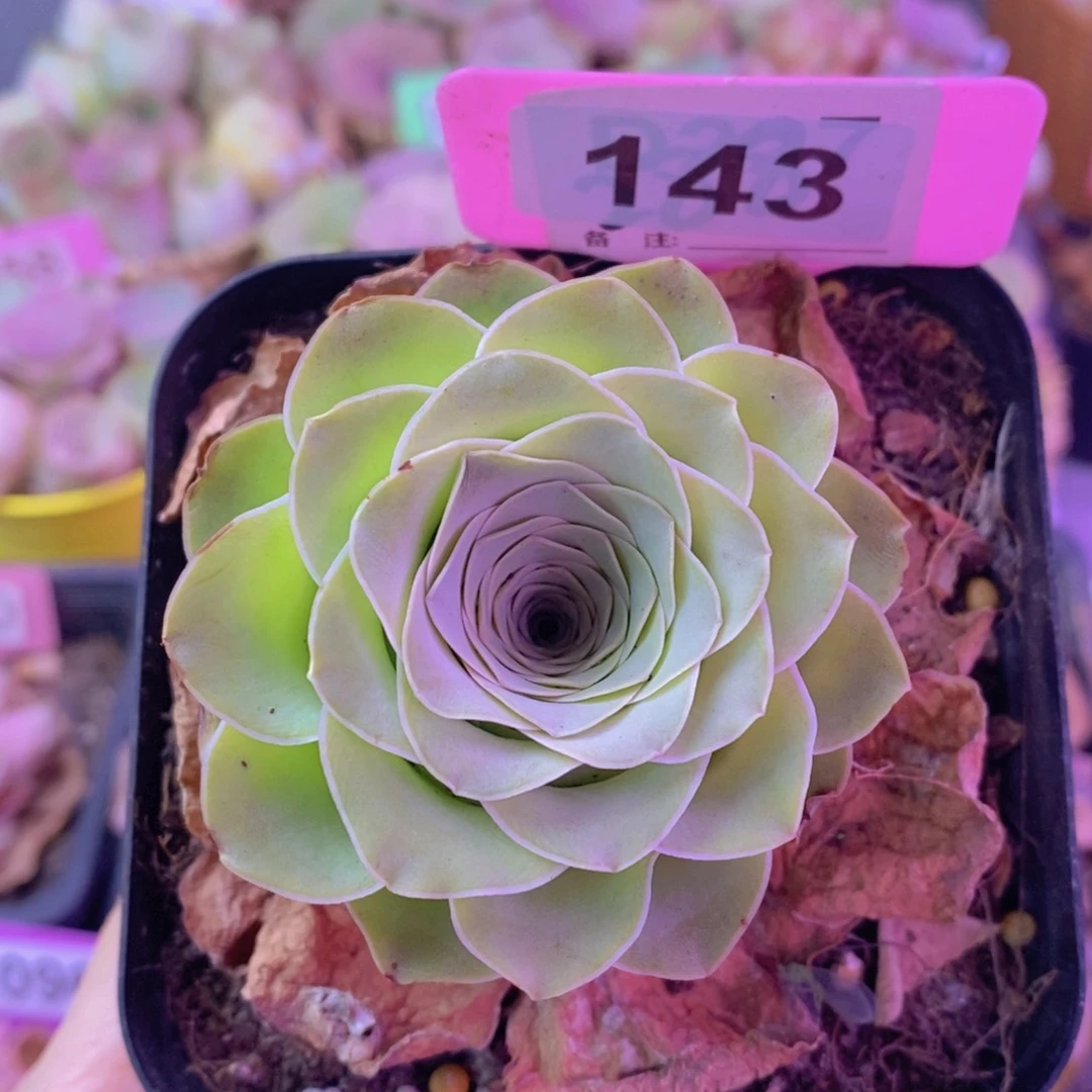 山地玫瑰一物一拍143