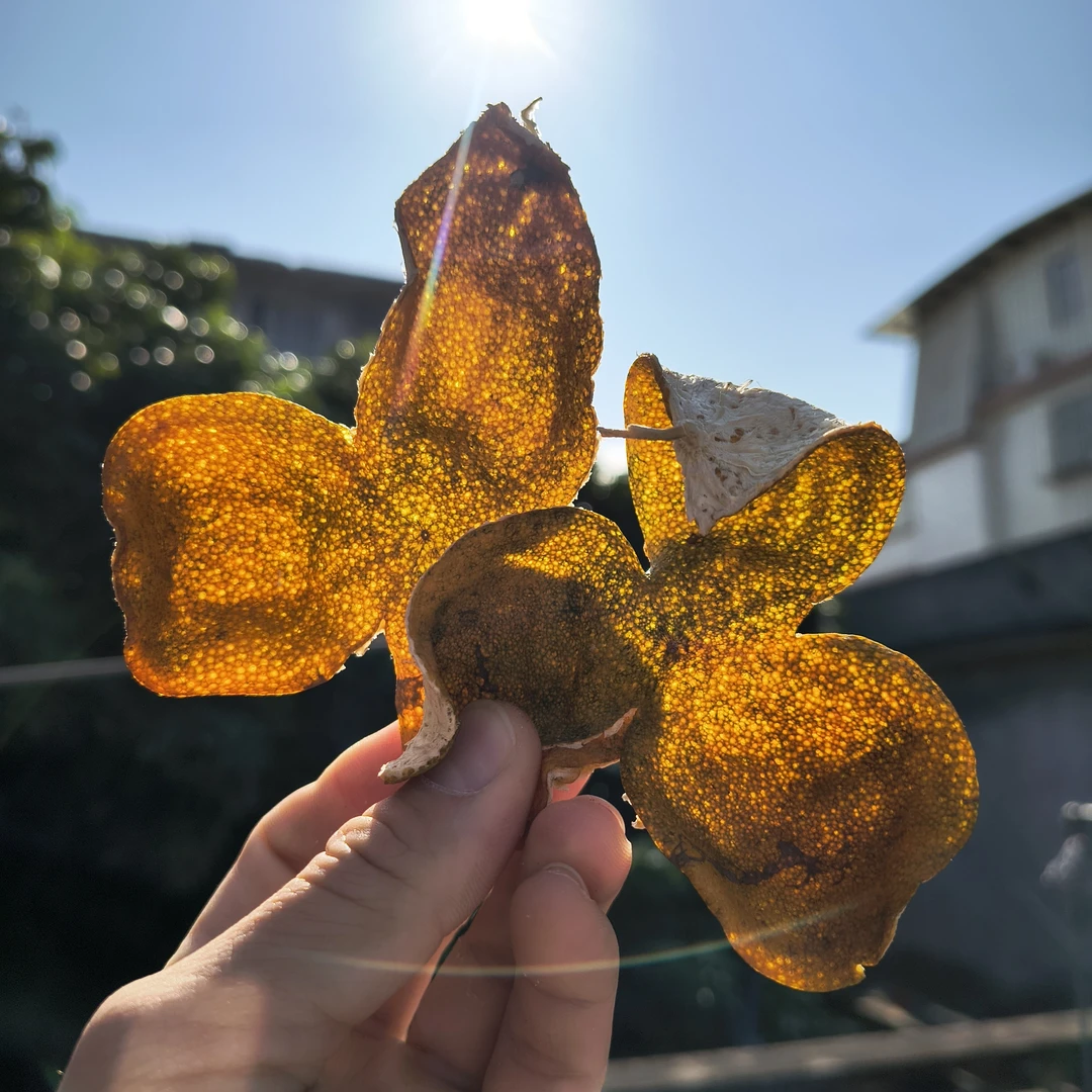 【东甲老树】2024年正宗新会陈皮东甲圈枝老树二红柑干皮