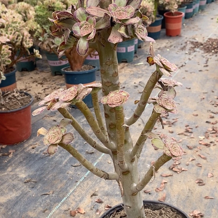 ｖ锦多肉植物063、