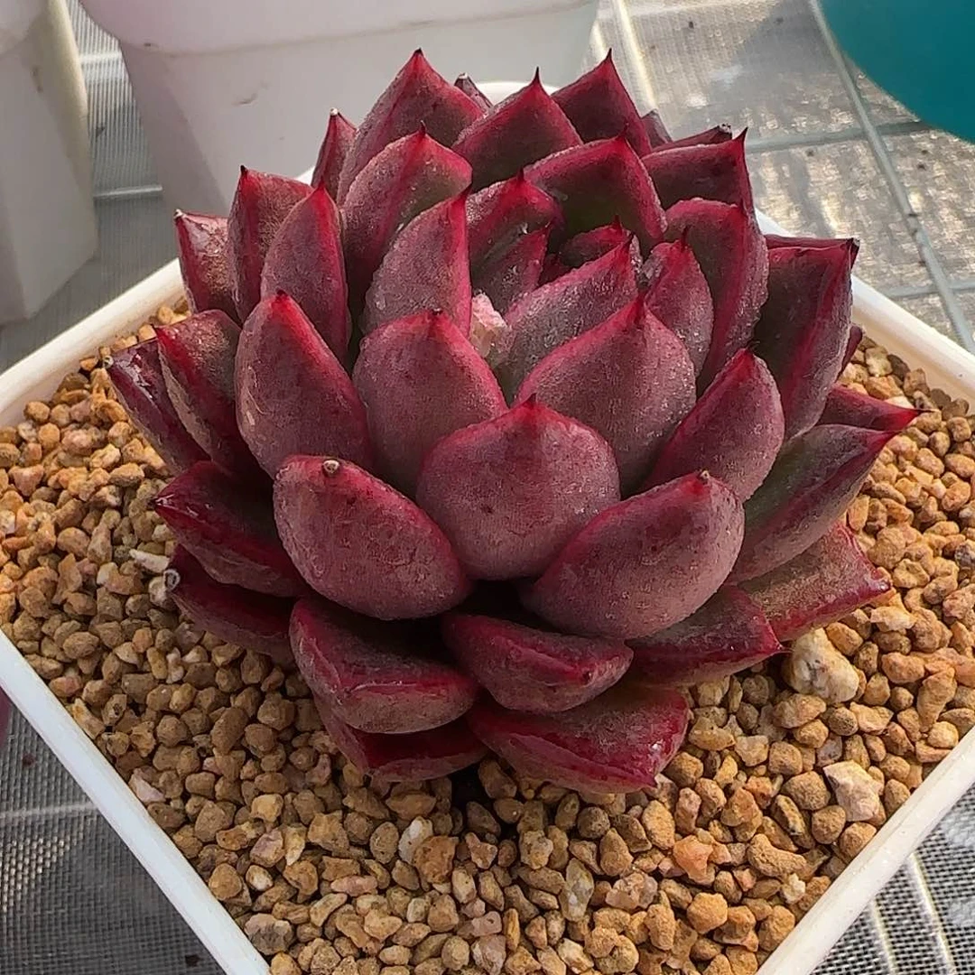 从前慢花园精选0117-单头尖叶粉钻