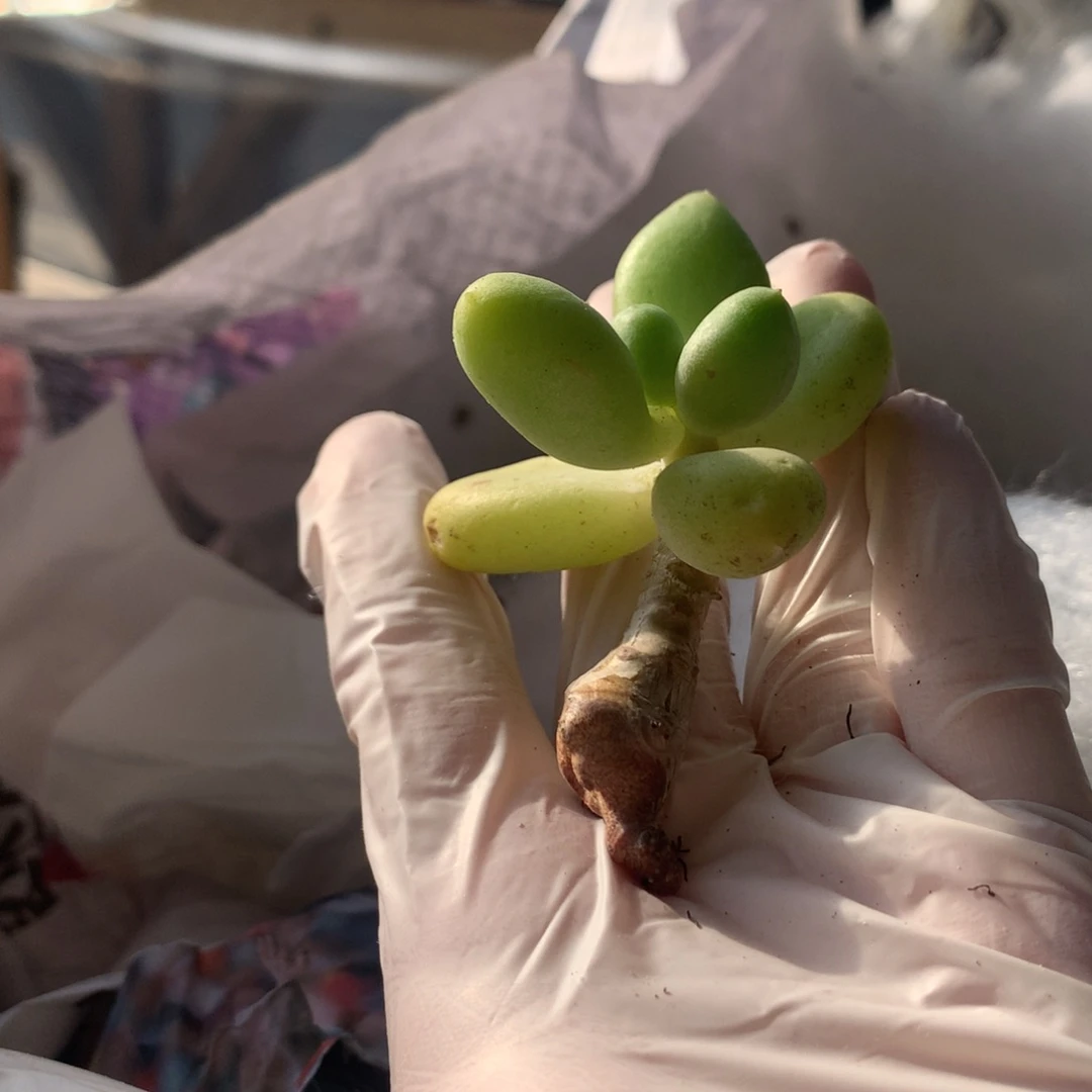 乌里维亚奶酪多肉，