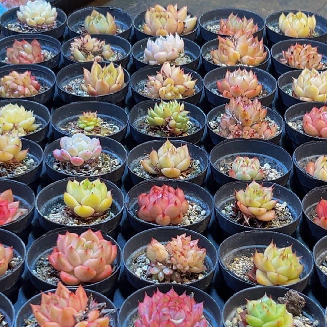 178多肉葡萄的味道是真的很