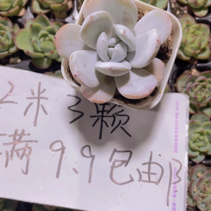 不***水精品福利一号雪莲多肉