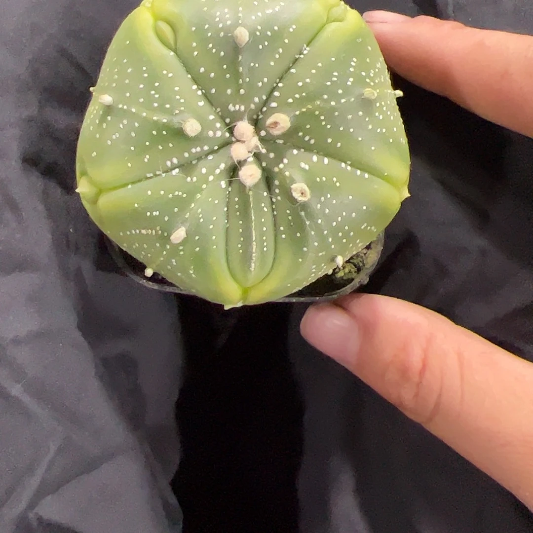 独***啸实生五棱兜一物一拍