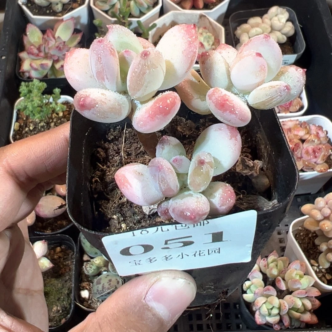 051号三日月美人一物一拍满18包邮