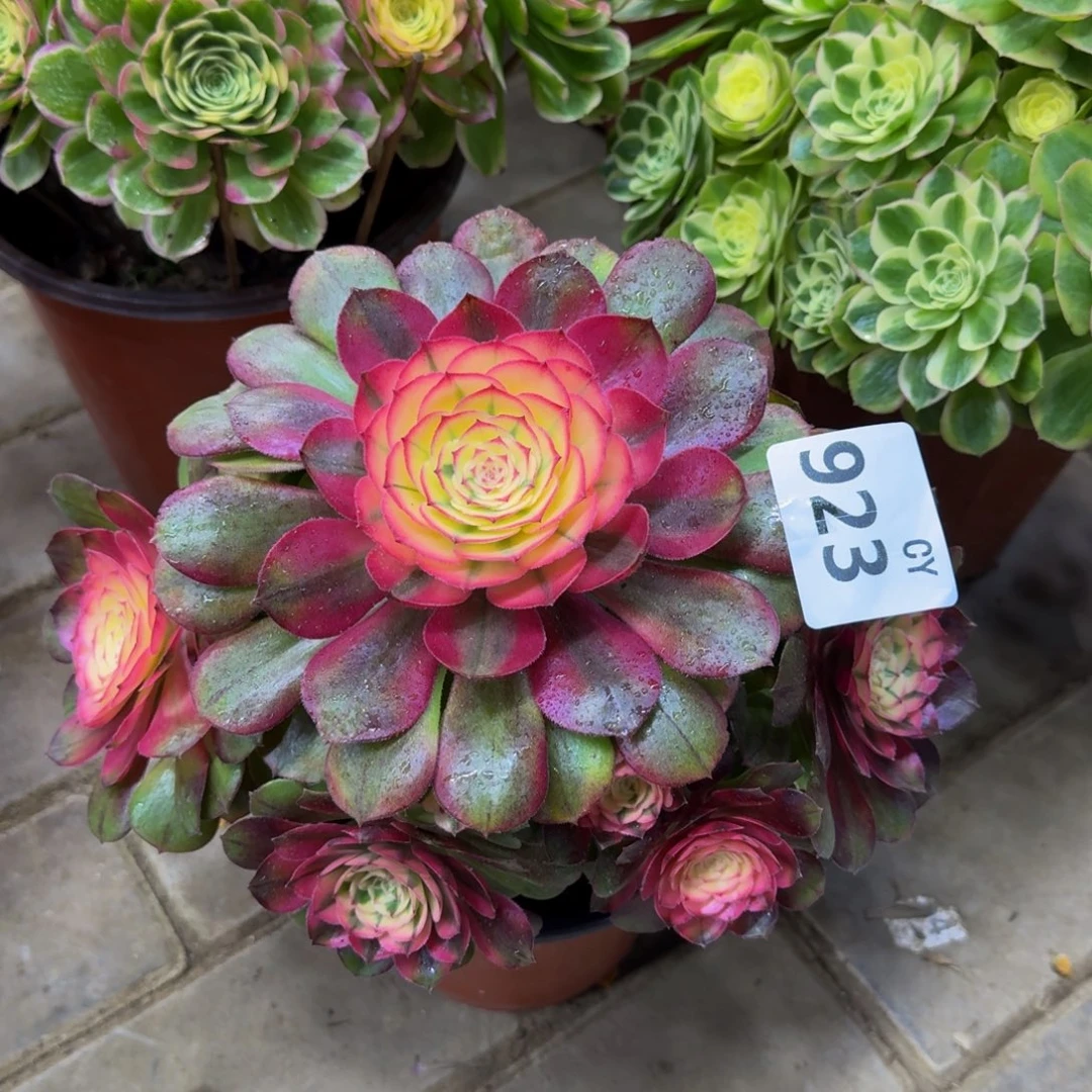 多肉植物923荔枝 法师