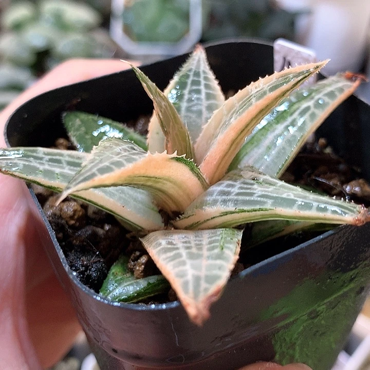 4号龙鳞硬叶锦带盆土