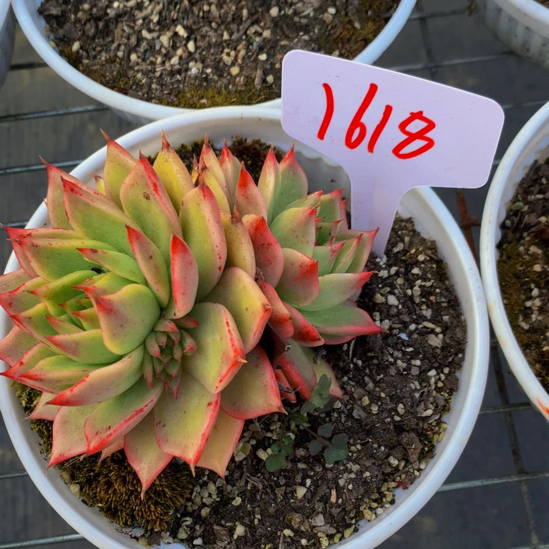 一物一拍1618-5-12