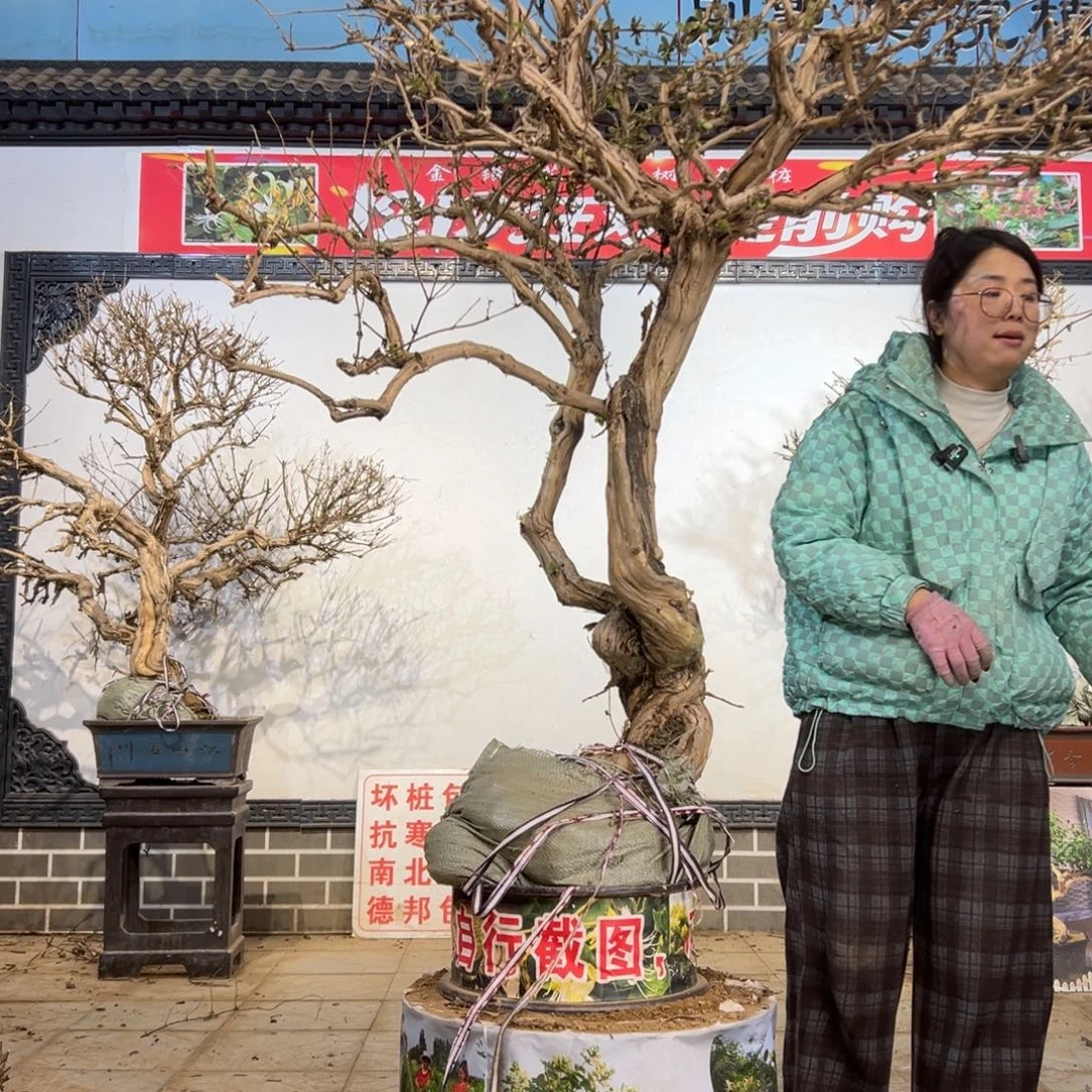 沉***陷无花朵金银花888888