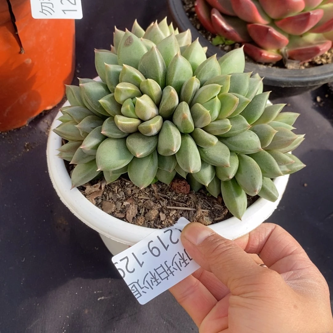 两单包邮1219-129象牙