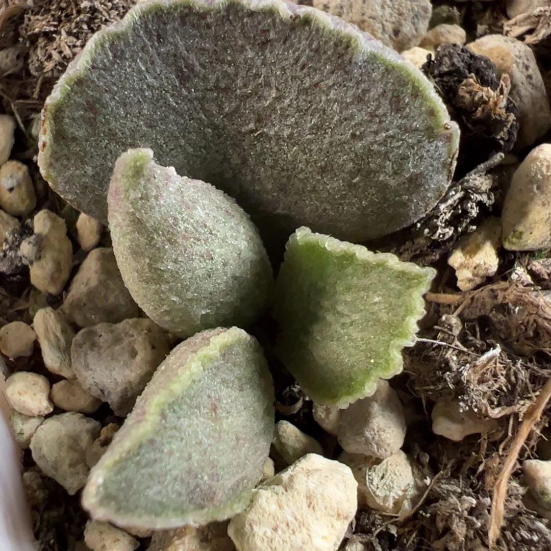 实生新品多肉植物水泡