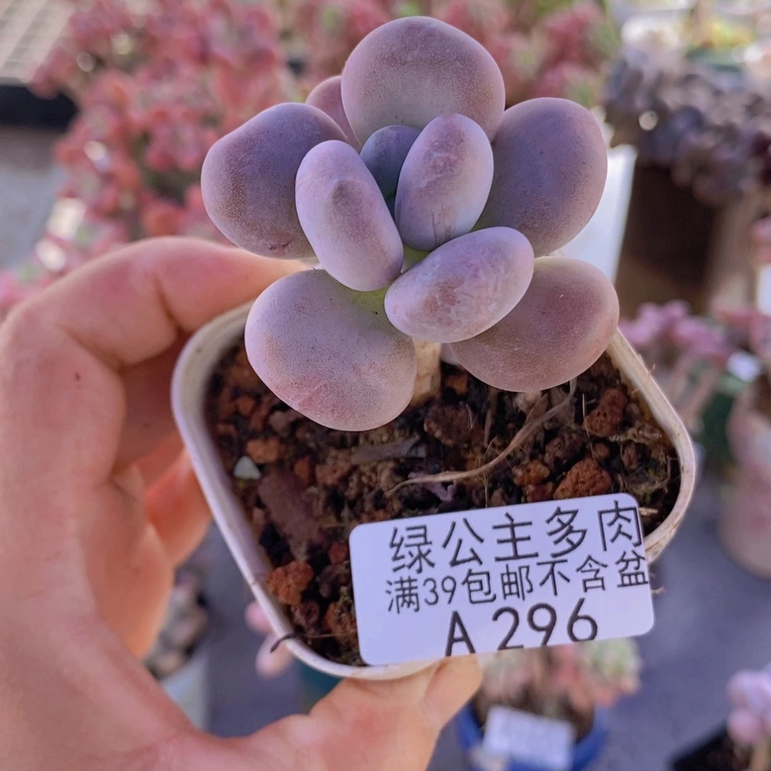橙雪球5cm296多肉植物