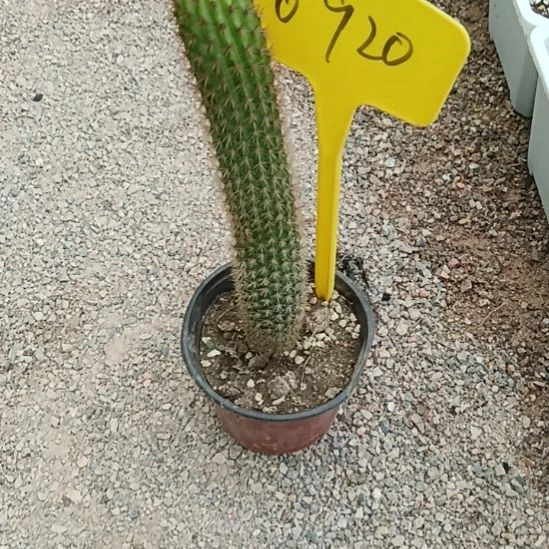 星***8仙人掌橙红金妞0920