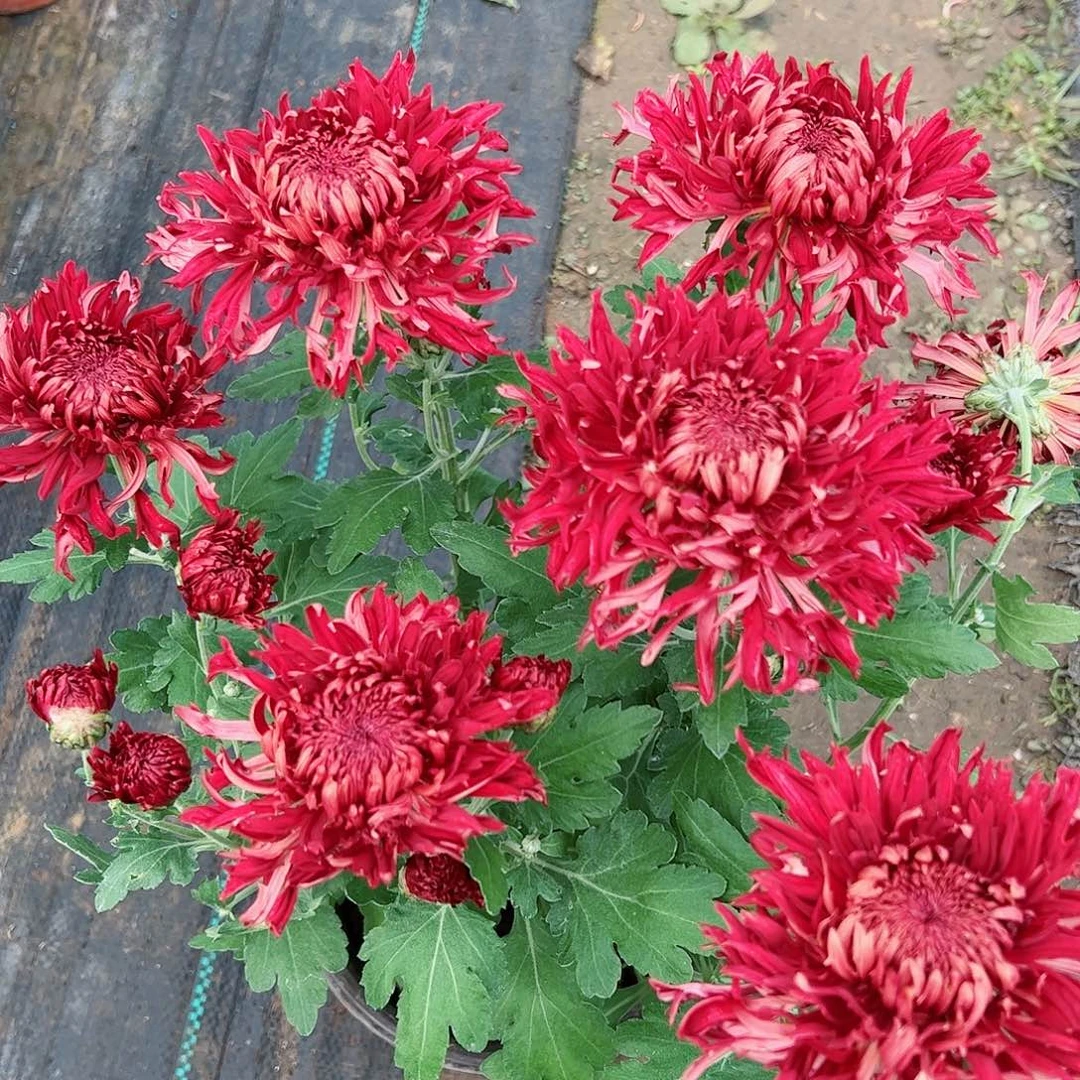 完全开放朱子蛟龙