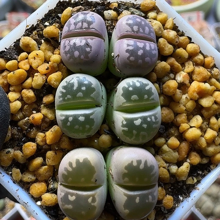 生石花11111。   170