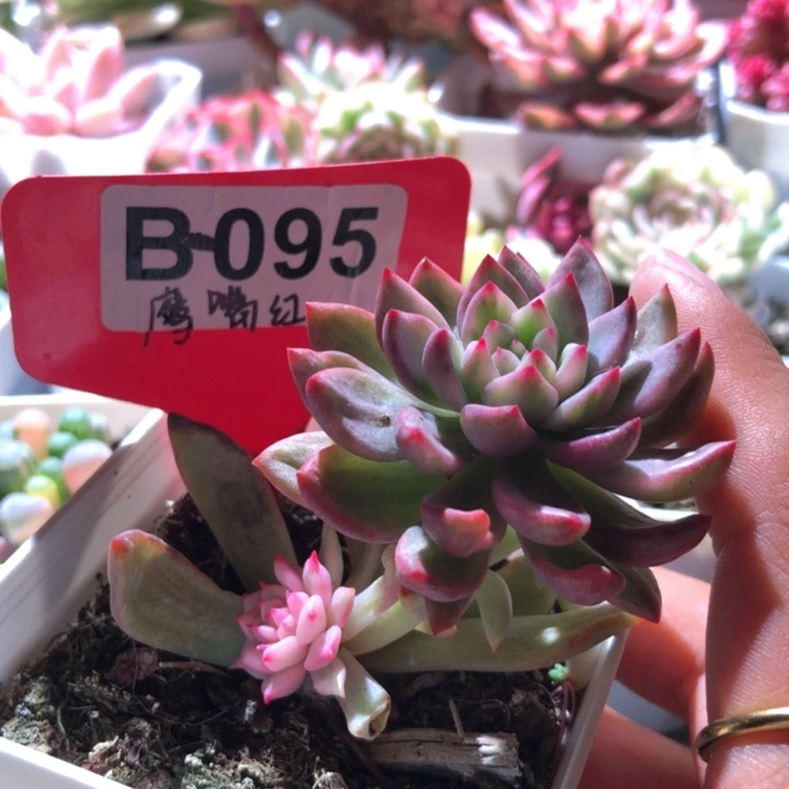 鹰嘴红覆轮锦有根