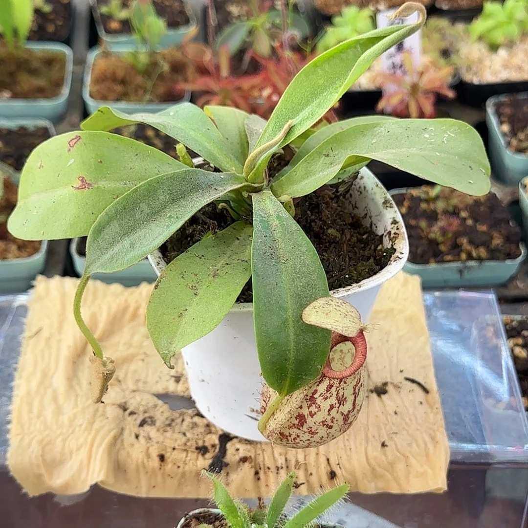 完全开放虎克猪笼草