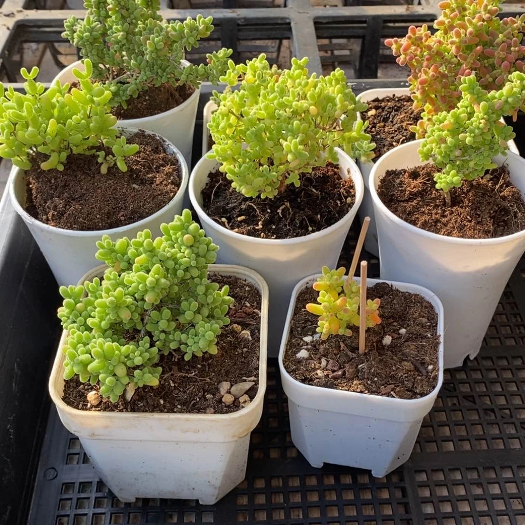 枝干番杏多肉植物986