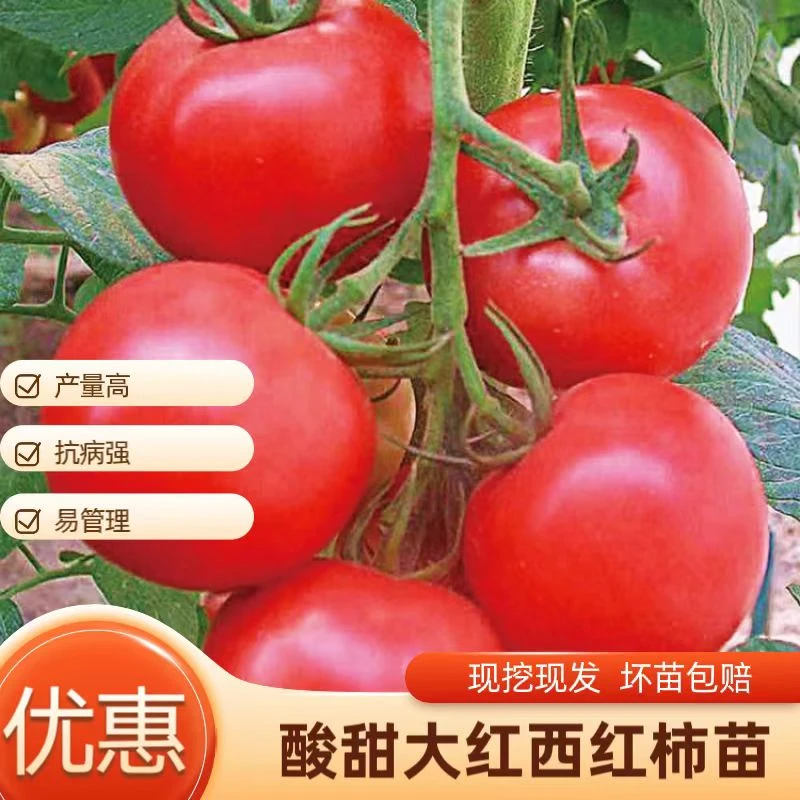 大西红柿苗大红番茄苗带土秧苗春季盆栽大番茄种苗四季庭院蔬菜苗