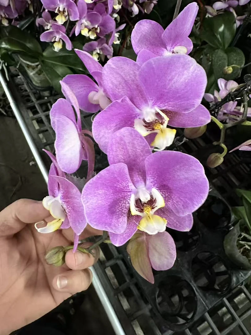 蝴蝶兰【粉鲑鱼】高端花卉室内花花 广州基地直发