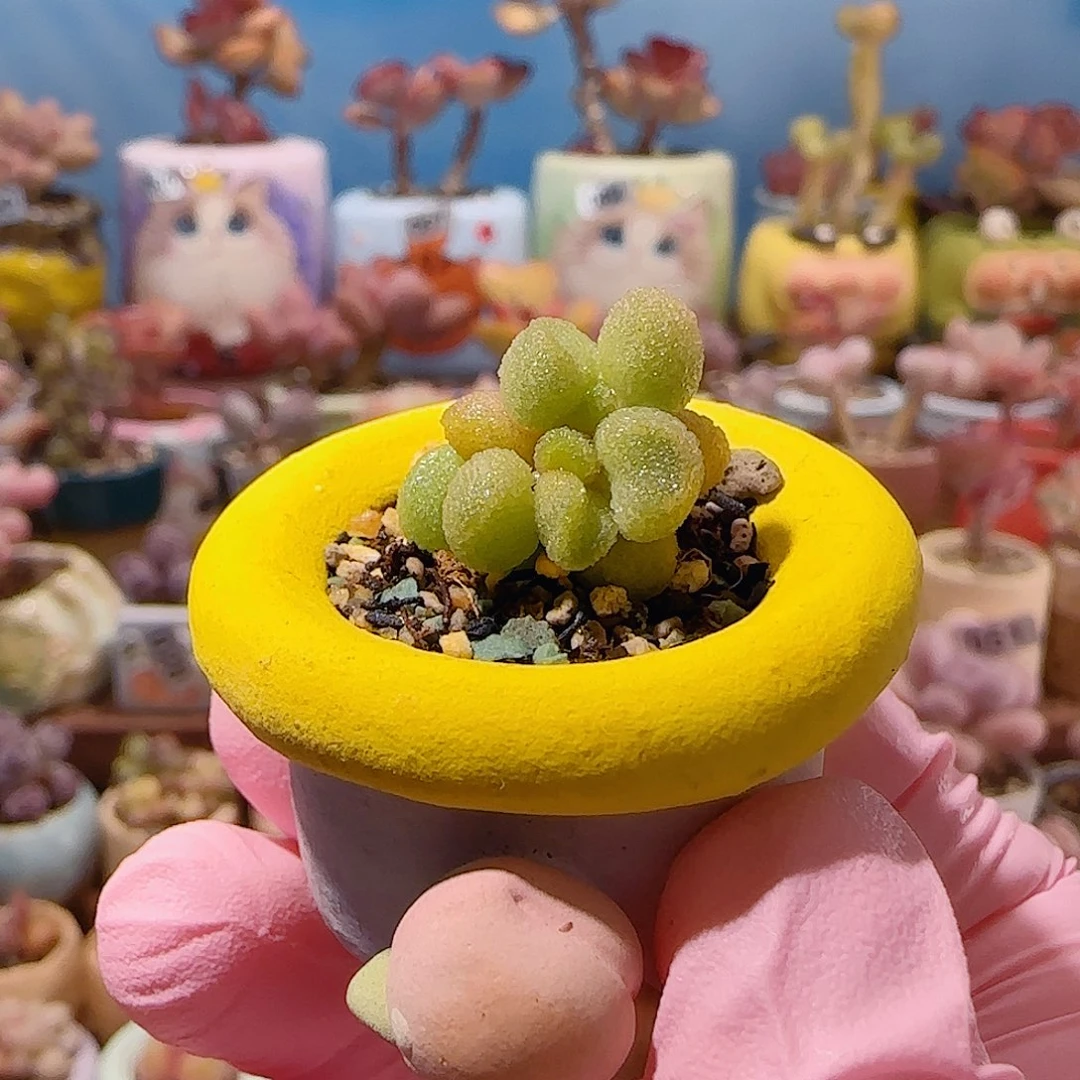 可爱银之卵 盆口2.5cm