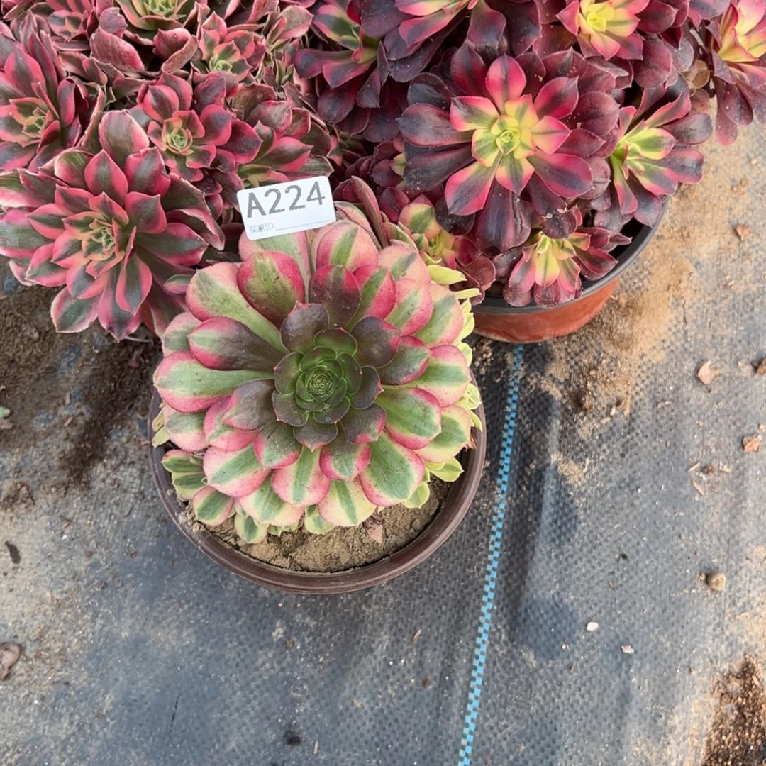 224三颗组合多肉植物法师