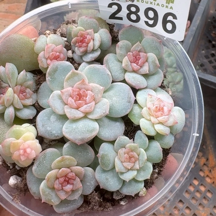 多肉植物多肉植物