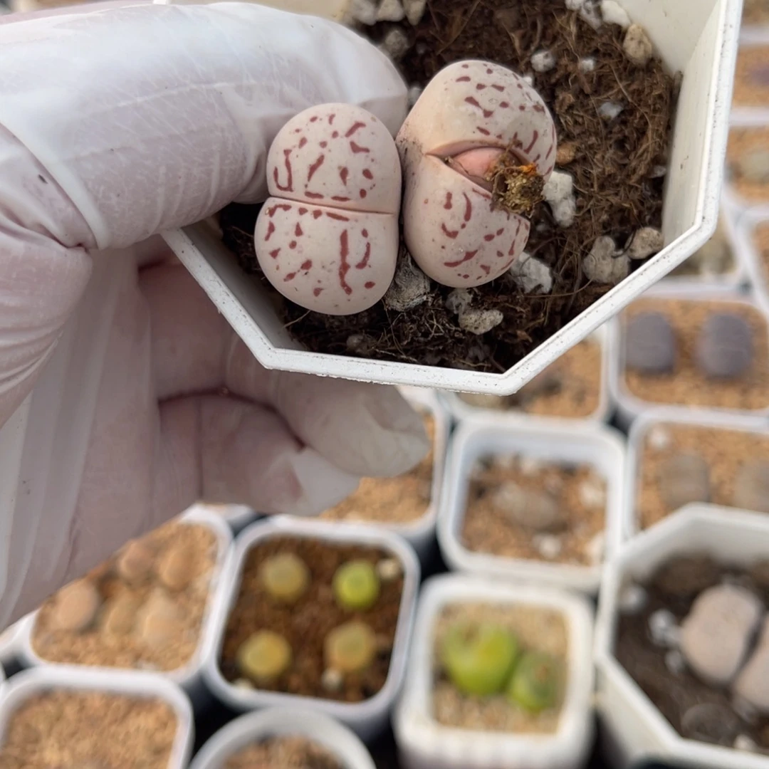 多肉植物一物一拍57