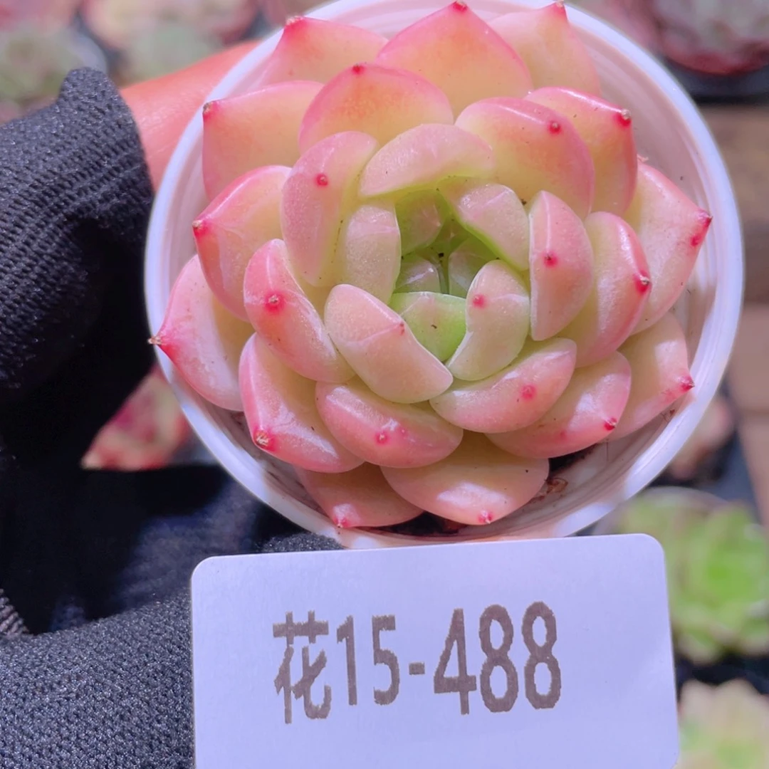 花利美15-488新品