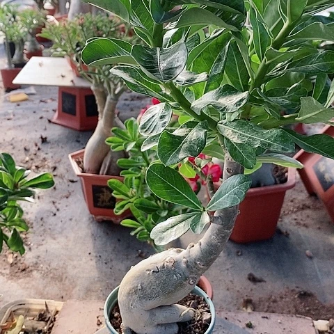 【闪购商品】无花朵小*鸟