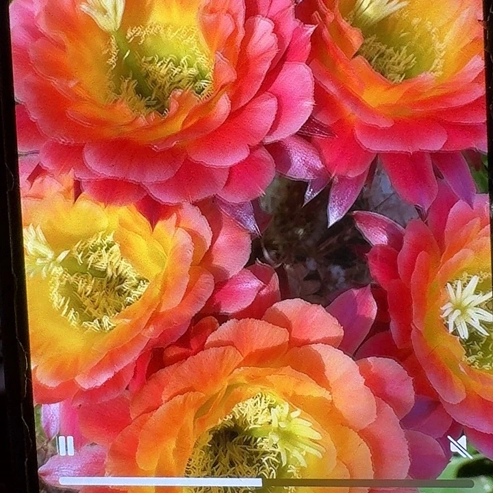 大满贯侧芽5公分左右毛花柱（20包邮）
