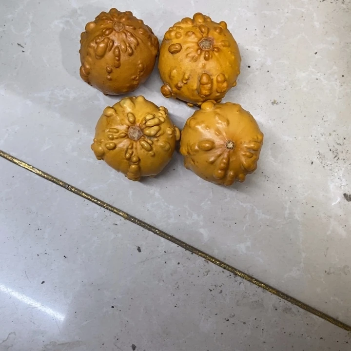 我***s墨西哥葫芦了……………………