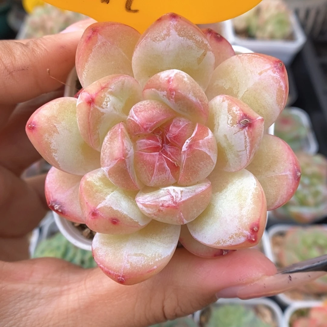 糖心珍妮可拍671号。